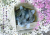 シマちゃんのメモリアル写真　ペット葬儀日：２０１０年８月１日　千葉県よりご依頼